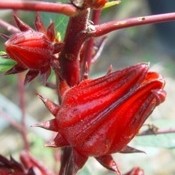 Seeds - Rosella (Hibiscus sabdariffa)