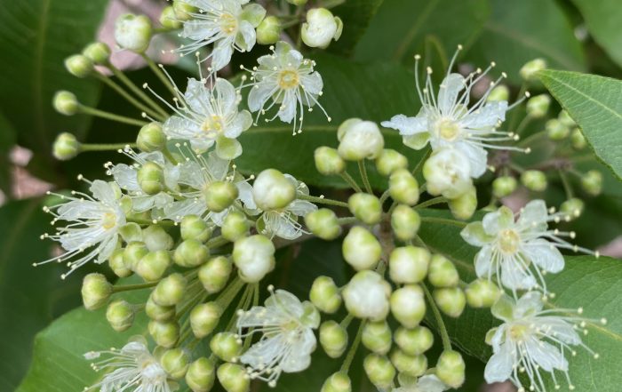 focus on lemon myrtle an aromatic citrus bush herb