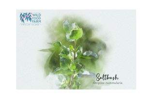 Old Man Saltbush a healthy alternative to regular sea salt with lot of trace elements