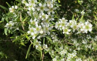 Lemon-scented tea tree, a beautiful citrus bush, the leaves used as a healing agent